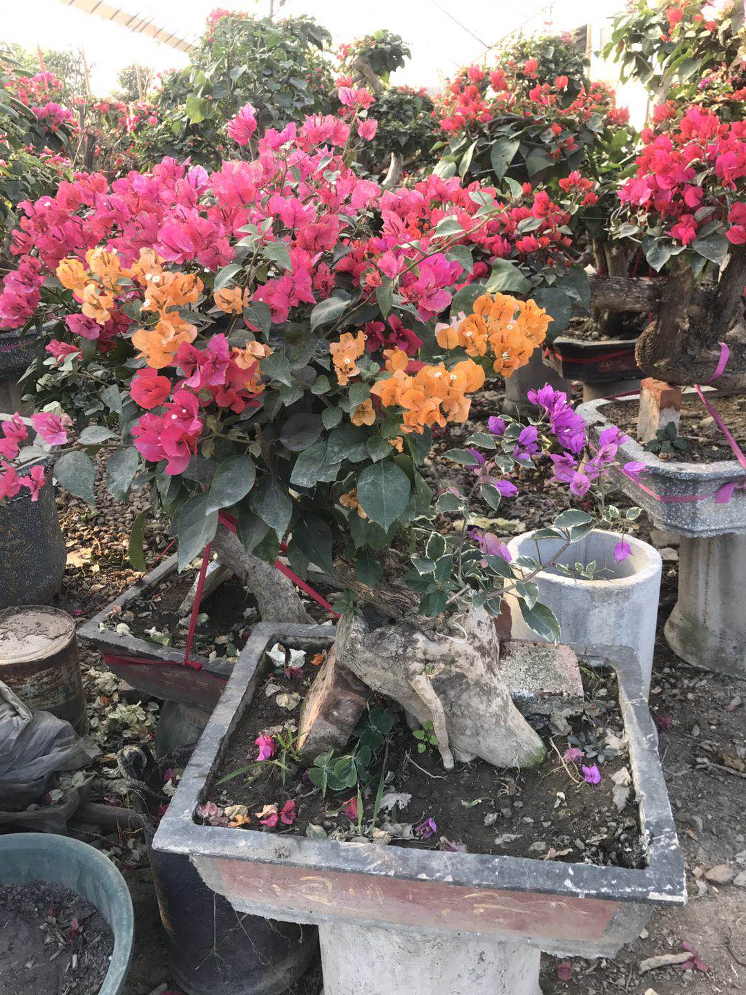 三角梅.jpg 三角梅.jpg