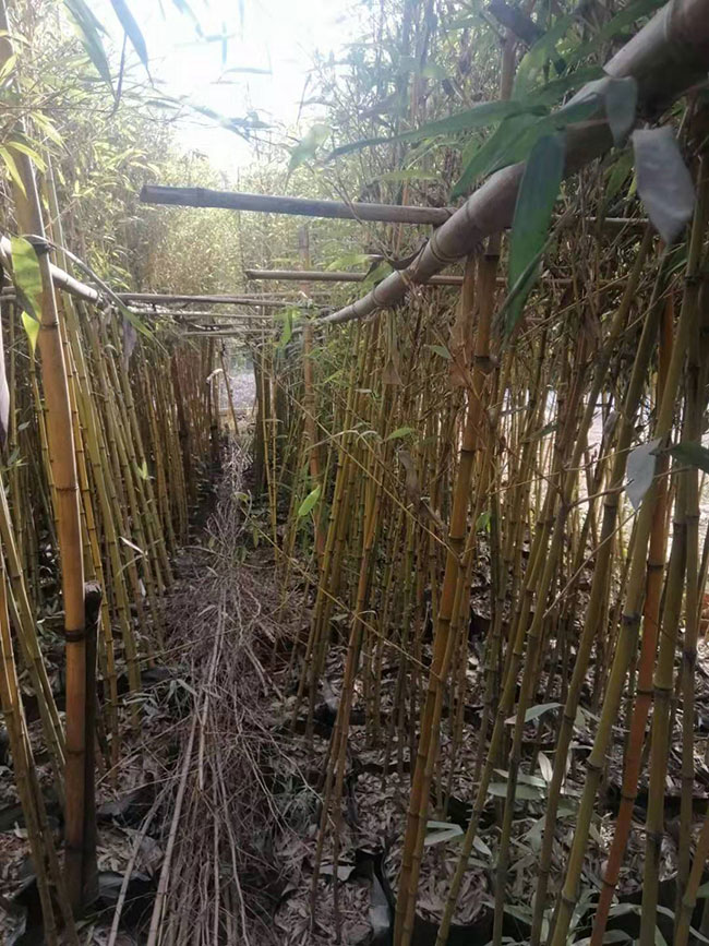 竹子的象征意義是什么 竹子的象征意義是什么