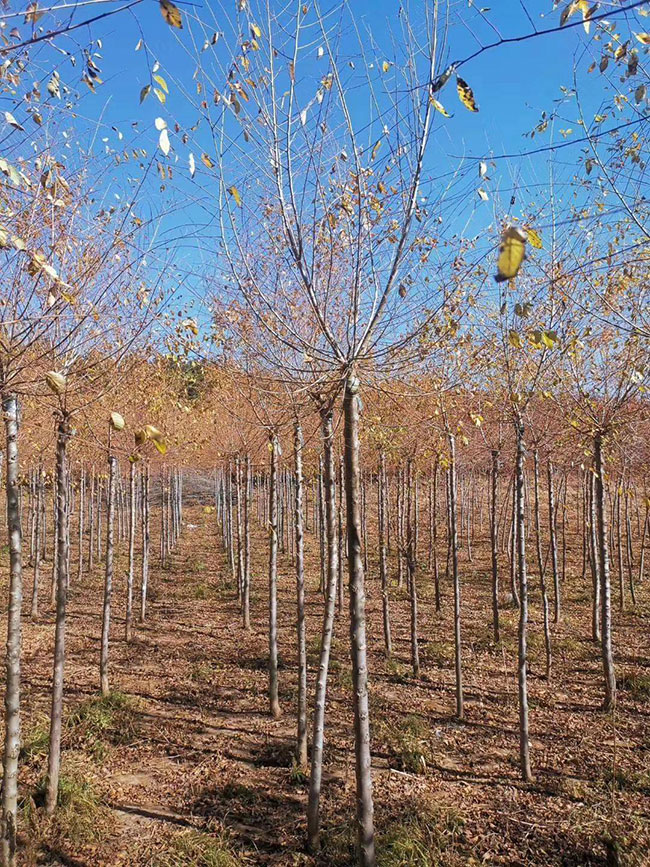 什么是白榆?家榆和白榆有什么區別? 什么是白榆?家榆和白榆有什么區別?