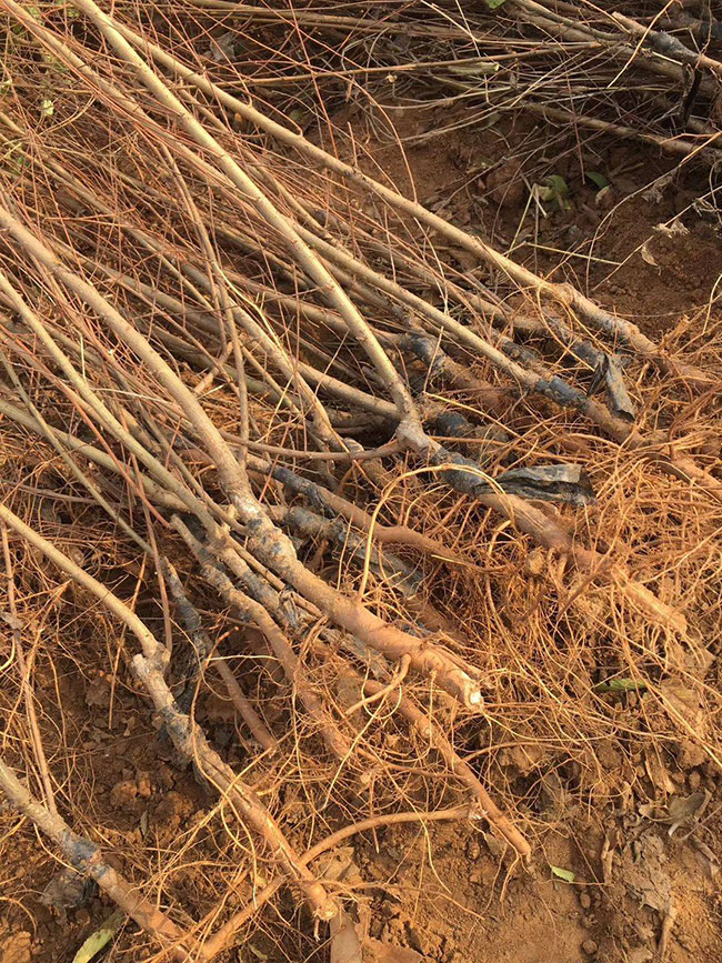 什么是白榆?家榆和白榆有什么區別? 什么是白榆?家榆和白榆有什么區別?