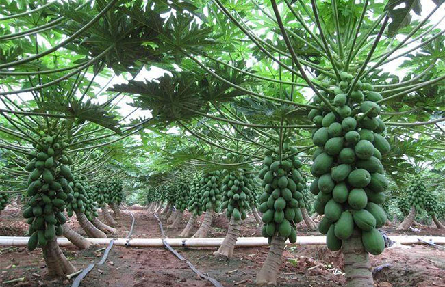 木瓜樹多少錢一棵?2020年木瓜樹價(jià)格最新價(jià)格 木瓜樹多少錢一棵?2020年木瓜樹價(jià)格最新價(jià)格