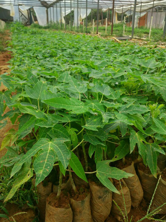 木瓜樹多少錢一棵?2020年木瓜樹價(jià)格最新價(jià)格 木瓜樹多少錢一棵?2020年木瓜樹價(jià)格最新價(jià)格